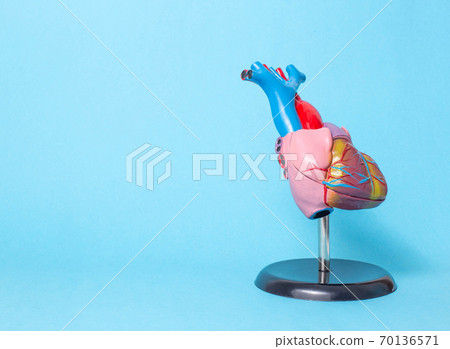 Anatomical model of the organ of the heart on a blue background, copy space. The concept of treatment and diseases of myocardial infarction and heart tachycardia, cardiovascular diseases 70136571