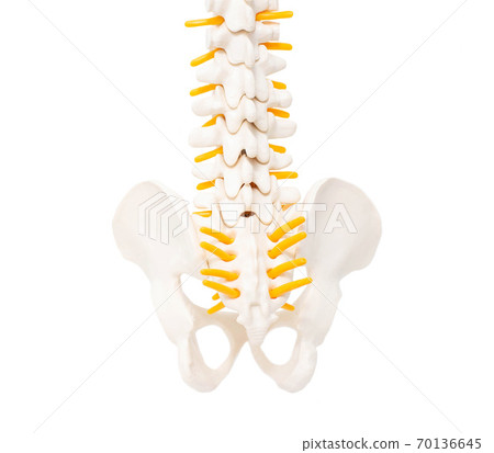 Lower spine coccyx and sacrum on a white background, isolate. Tailbone anatomy, disease coccygodynia Lower spine coccyx and sacrum on a white background, isolate. Tailbone anatomy, disease coccygodynia 70136645