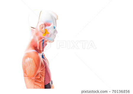 Human training model on a white background, muscular skeleton. Copy space for text Human training model on a white background, muscular skeleton. Copy space for text 70136856
