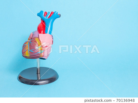 Anatomical model of the human heart on a blue background. Healthy heart and heart disease concept, cardiology, copy space for text 70136948