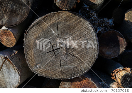 Wood texture of a sawn tree Wood texture of a sawn tree 70137018