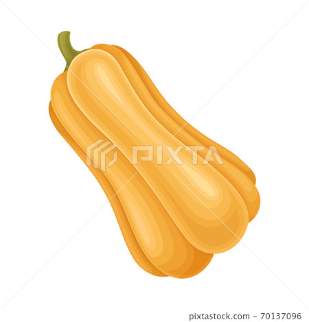 Ripe Orange Pumpkin with Smooth Skin Isolated on White Background Vector Illustration Ripe Orange Pumpkin with Smooth Skin Isolated on White Background Vector Illustration 70137096