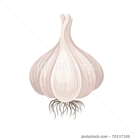 Garlic Bulb Isolated On White Background Vector Item 70137109