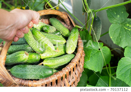 person holds hand a basket with fresh cucumbers on a background of leaves of gherkin, background 70137112