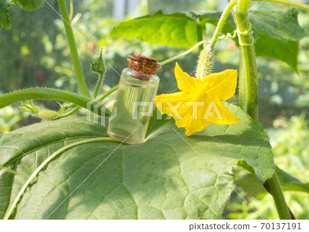 Bottle with perfume the smell of cucumber on the background of a borage plant, composition Bottle with perfume the smell of cucumber on the background of a borage plant, composition 70137191