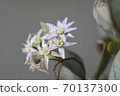 開花邊緣貝尼·本基 70137300