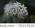 Fuchibenibenkei牛群 70137626