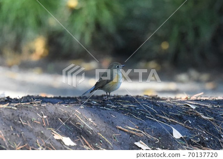 Ruribitaki ♀ Ruribitaki ♀ 70137720