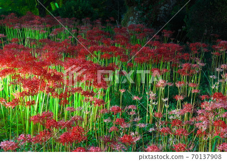 Sesonji Temple in full bloom of cluster amaryllis (Ruins of Hiso Temple) Illumination of cluster amaryllis in the dark Oyodo Town, Nara Prefecture Sesonji Temple in full bloom of cluster amaryllis (Ruins of Hiso Temple) Illumination of cluster amaryllis in the dark Oyodo Town, Nara Prefecture 70137908