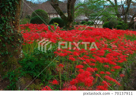 Along with the gate of Sesonji Temple (Ruins of Hiso Temple) in full bloom of cluster amaryllis, Oyodo Town, Nara Prefecture 70137911