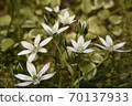 開花的花am 70137933