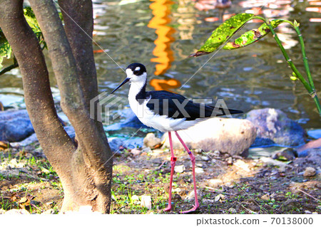 Black-winged stilt walking along the water, facing left 70138000