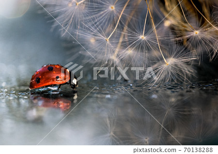Red ladybug with dandelion reflection on the mirror Red ladybug with dandelion reflection on the mirror 70138288