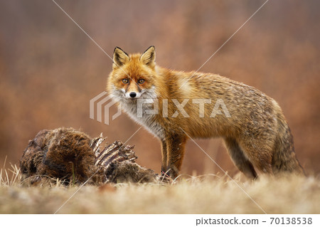 Red fox looking to the camera on meadow in autumn. 70138538
