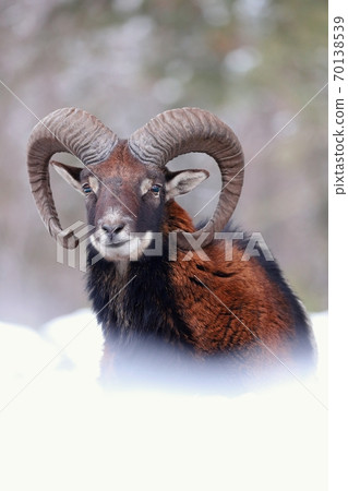 Mouflon ram looking on snowy meadow in wintertime nature. Mouflon ram looking on snowy meadow in wintertime nature. 70138539