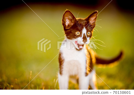 Cat in the green grass yard Cat in the green grass yard 70138601