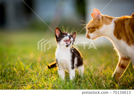 Cat in the green grass yard 70138613