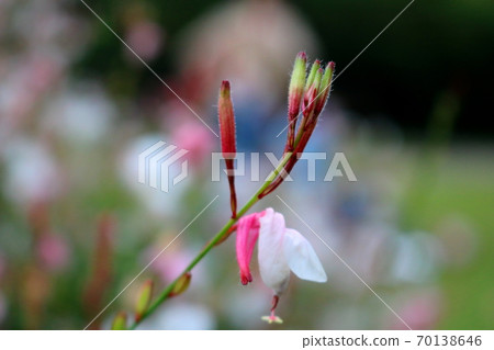 Gaura Gaura 70138646