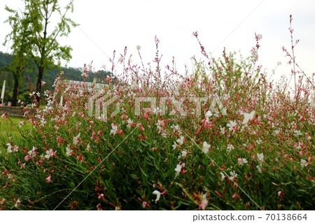 Gaura Gaura 70138664