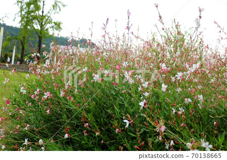 Gaura Gaura 70138665