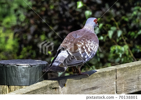 Columba guinea known as speckled pigeon or African rock pigeon Columba guinea known as speckled pigeon or African rock pigeon 70138801