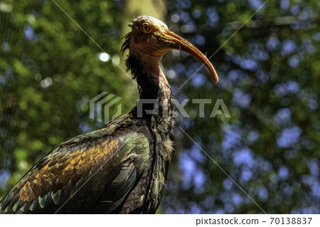 Geronticus eremita known as waldrapp, hermit or northern bald ibis 70138837