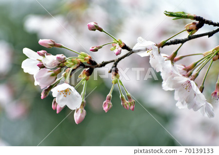 Somei Yoshino White flower and pink bud up 70139133