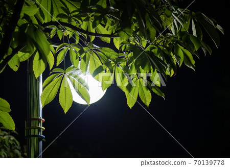 Green Leaves With Light in Dark 70139778