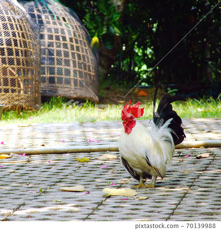 White Bantam on pathway in Countryside from thailand White Bantam on pathway in Countryside from thailand 70139988