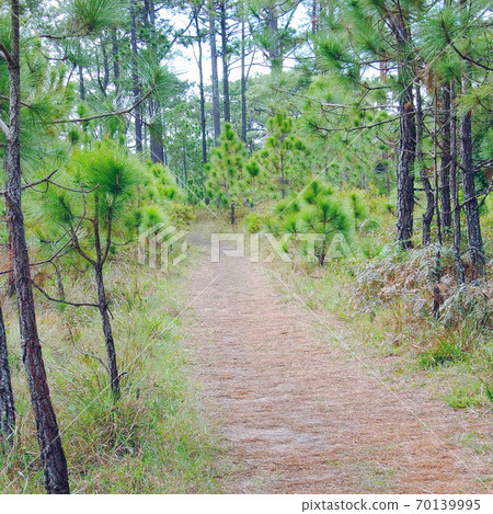pathway in the forest to the mountains 70139995