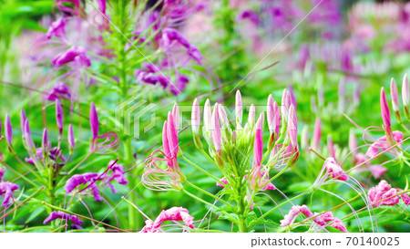 pink flower spike and green leaves pink flower spike and green leaves 70140025