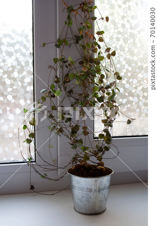 Ceropegia woodii plant in metal pot near window 70140030