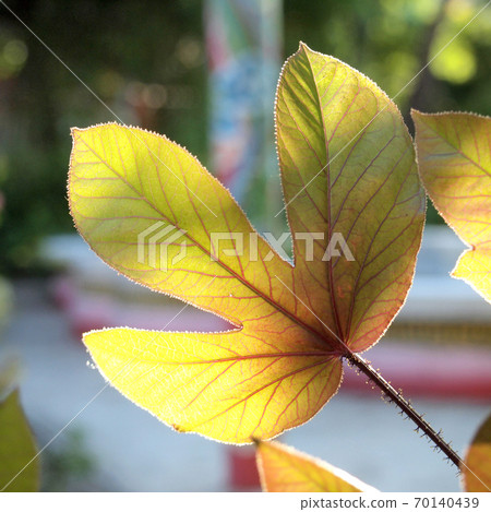 leaves in blurred background 70140439