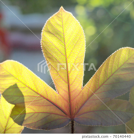 leaves in blurred background 70140440