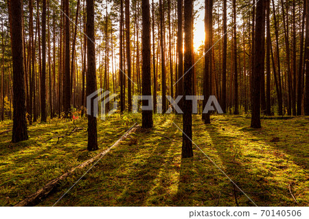 Sunset or sunrise in the autumn pine forest. Sunbeams between tree trunks. Sunset or sunrise in the autumn pine forest. Sunbeams between tree trunks. 70140506
