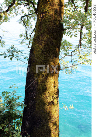 Lungomare Volosko-Opatija-Lovran, seaside promenade details, Kvarner bay, Croatia, Europe Lungomare Volosko-Opatija-Lovran, seaside promenade details, Kvarner bay, Croatia, Europe 70140658
