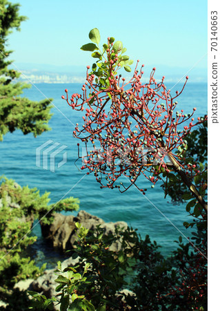 Lungomare Volosko-Opatija-Lovran, seaside promenade details, Kvarner bay, Croatia, Europe 70140663