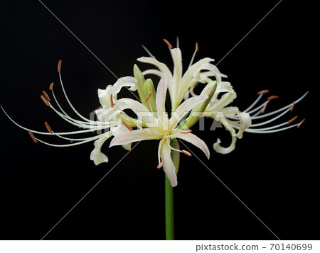 White cluster amaryllis 01 White cluster amaryllis 01 70140699