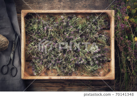 Wooden crate filled with dry healthy thyme flowers, linen apron, scissors and fresh thymus serpyllum plants on wooden table. Alternative medicine. Top view. Flat lay. 70141348