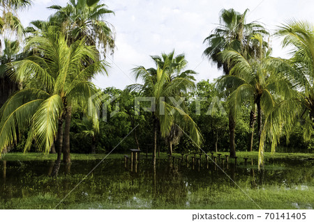 Cuban swamp - Peninsula de Zapata National Park / Zapata Swamp, Cuba 70141405