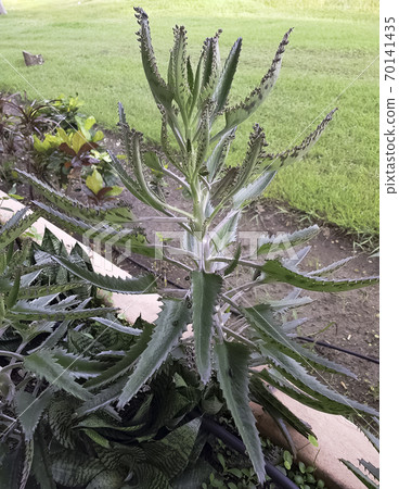 Bryophyllum daigremontianum (Kalanchoe daigremontiana)  70141435