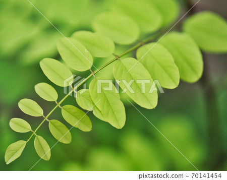 綠色的年輕葉子 70141454
