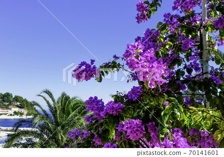 Bougainvillea flower known as Napoleon, jahanamiya, veranera , trinitaria, Santa Rita, papelillo 70141601