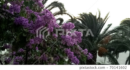 Bougainvillea flower known as Napoleon, jahanamiya, veranera , trinitaria, Santa Rita, papelillo 70141602