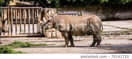 Big rhino in the zoo Big rhino in the zoo 70141720