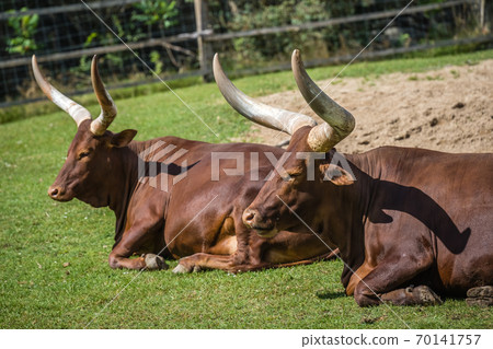 Herd of Ankole-Watusi resting on the ground in a farm under the sunlight 70141757