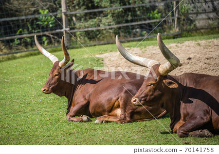 Herd of Ankole-Watusi resting on the ground in a farm under the sunlight Herd of Ankole-Watusi resting on the ground in a farm under the sunlight 70141758
