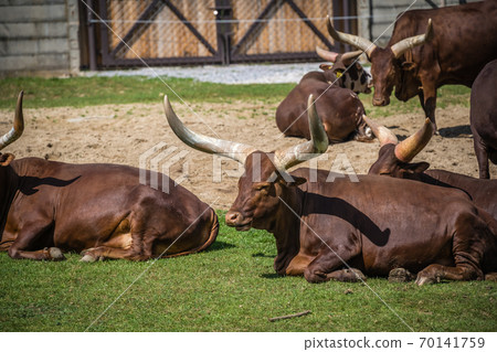 Herd of Ankole-Watusi resting on the ground in a farm under the sunlight 70141759