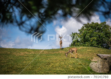 Herd of Antelopes roaming on a grassy hill Herd of Antelopes roaming on a grassy hill 70141760