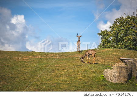 Herd of Antelopes roaming on a grassy hill Herd of Antelopes roaming on a grassy hill 70141763
